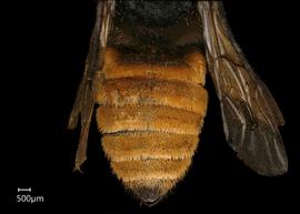   Cesacongoa quadricaudata  female abdomen, photo: Chelsey Ritner 
