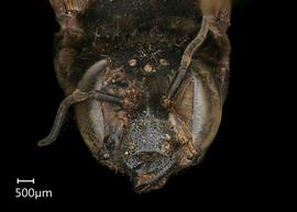  Cesacongoa quadricaudata  female face, photo: Chelsey Ritner 
