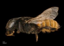   Cesacongoa quadricaudata  female lateral habitus, photo: Chelsey Ritner 
