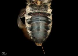   Megachile malimbana  female abdomen, photo: Colleen Meidt 
