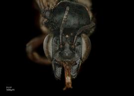   Megachile malimbana  female face, photo: Colleen Meidt 
