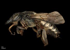   Megachile malimbana  female lateral habitus, photo: Colleen Meidt 
