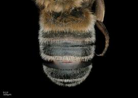   Neglectella mossambicanbsp; male abdomen, photo: Chelsey Ritner 
