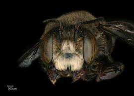   Neglectella mossambicanbsp; male face, photo: Chelsey Ritner 
