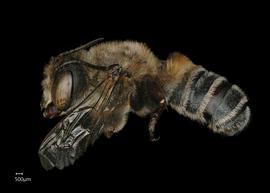   Neglectella mossambicanbsp; male lateral habitus, photo: Chelsey Ritner 
