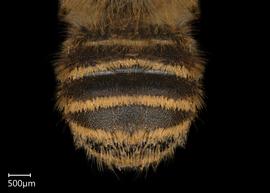   Megachile (Trichurochile)  sp. male abdomen, photo: Chelsey Ritner 
