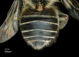   Megachile mederata  female abdomen, photo: Chelsey Ritner 
