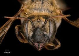   Megachile mederata  female face, photo: Chelsey Ritner 
