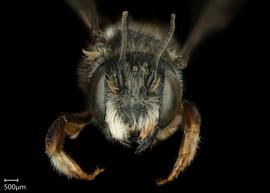   Megachile mederata  male face, photo: Chelsey Ritner 
