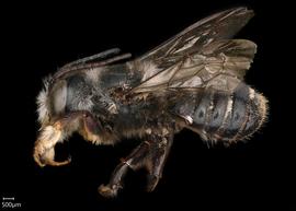   Megachile mederata  male lateral habitus, photo: Chelsey Ritner 
