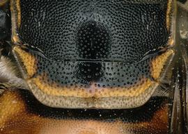   Pachyanthidium bouyssoui  female scutellum without fovea, photo: C. Ritner 
