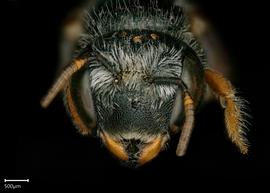   Pseudoanthidium beaumontinbsp; female face, photo: Chelsey Ritner
