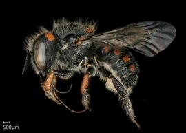   Pseudoanthidium canariense nbsp;female lateral habitus, photo: Chelsey Ritner 
