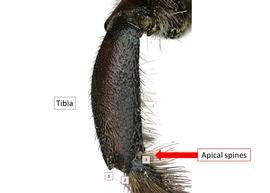   Gronoceras felina  female middle tibia with three apical spines, photo: C. Ritner 
