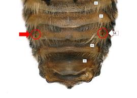   Icteranthidium laterale  male sterna, photo: C. Ritner 
