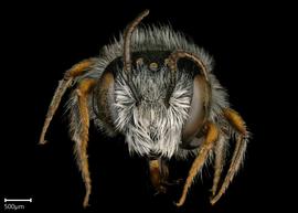   Pseudoanthidium beaumontinbsp; male face, photo: Chelsey Ritner
