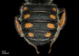   Pseudoanthidium canariense nbsp;male abdomen, photo: Chelsey Ritner
