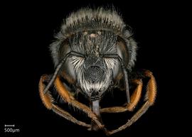   Pseudoanthidium canariense nbsp;male face, photo: Chelsey Ritner 
