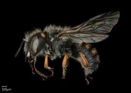   Pseudoanthidium canariense nbsp;male lateral habitus, photo: Chelsey Ritner 
