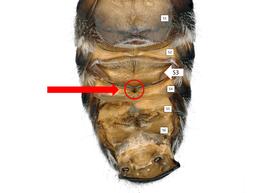   Pseudoheriades  sp. male S3 apical spike present, photo: C. Ritner 
