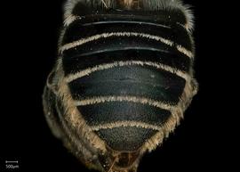   Megachile (Leptorachis)  sp. female abdomen, photo: Jeni Sidwell 
