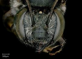   Megachile (Leptorachis)  sp female face, photo: Jeni Sidwell 
