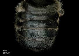   Megachile hypocritanbsp; male abdomen, photo: Jeni Sidwell 
