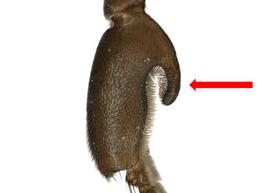   Apis andreniformis  drone (male) basitibial process, photo: S. Burrows 
