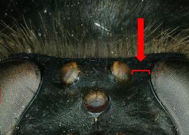   Apis dorsata  female distance between ocelli and compound eye short, photo: S. Burrows 
