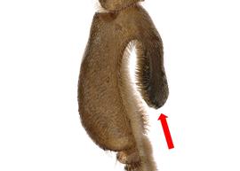   Apis florea  male hind basitarsus, photo: T. Brady 
