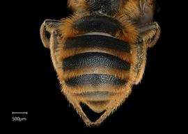   Osmia rufohirta  female abdomen, photo: Chelsey Ritner 
