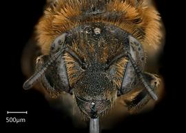   Osmia rufohirta  female face, photo: Chelsey Ritner 
