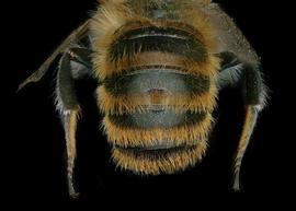   Osmia balearica  male abdomen, photo: Chelsey Ritner
