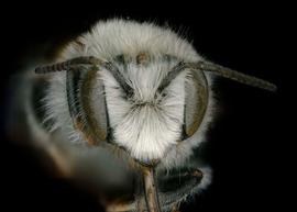   Osmia balearica  male face, photo: Chelsey Ritner 
