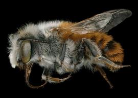   Osmia balearica  male lateral habitus, photo: Chelsey Ritner 
