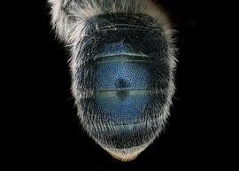   Osmia brevicornis  female abdomen, photo: Chelsey Ritner
