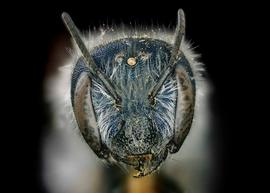   Osmia brevicornis  female face, photo: Chelsey Ritner 

