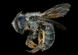   Osmia brevicornis  female lateral habitus, photo: Chelsey Ritner 
