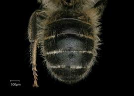   Osmia avosetta  male abdomen, photo: Chelsey Ritner 
