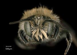  Osmia avosetta  male face, photo: Chelsey Ritner 
