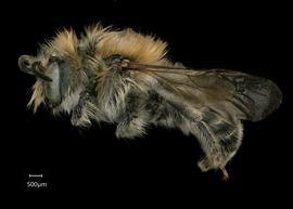   Osmia avosetta  male lateral habitus, photo: Chelsey Ritner 
