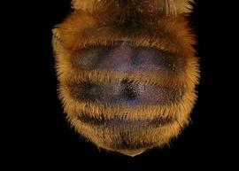   Osmia ferruginea  female abdomen, photo: Chelsey Ritner 
