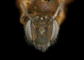   Osmia ferruginea  female face, photo: Chelsey Ritner 

