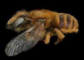   Osmia ferruginea  female lateral habitus, photo: Chelsey Ritner 
