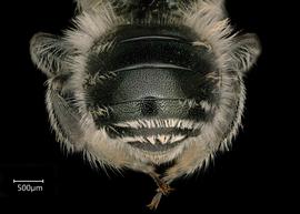   Osmia agilis  female abdomen, photo: Chelsey Ritner 
