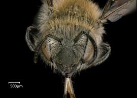   Osmia agilis  female face, photo: Chelsey Ritner 
