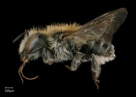   smia agilis  female lateral habitus, photo: Chelsey Ritner 
