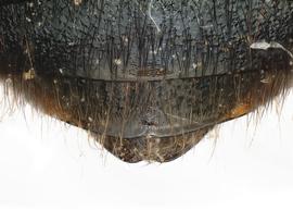   Osmia apicata  male, dorsal view of seventh tergum (T7), photo: Chelsey Ritner 
