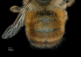   Osmia bicornisnbsp; female abdomen, photo: Chelsey Ritner 

