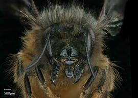   Osmia cornuta  female face, photo: Chelsey Ritner 
